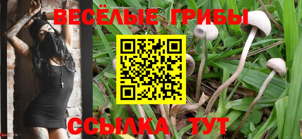 Кашира  Псилоцибиновые грибы Psilocybine cubensis  Вход с VPN  Псилоцибиновые грибы Psilocybine cubensis 
